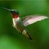 Hummingbirds of SoCal icon