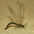 Neuroptera of Mozambique icon