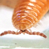 Colobognatha of Europe icon