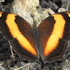 Butterflies of Timor (East and West) icon