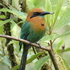 Aves de Panamá por Panama Rix icon