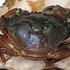 Green Crab in Heiltsuk Territory icon