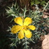 Asteraceae de México icon