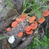 Mushrooms of Guanaja icon