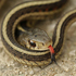 KUNHM State Wide BioBlitz! icon