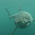 New Zealand Great White Sharks icon