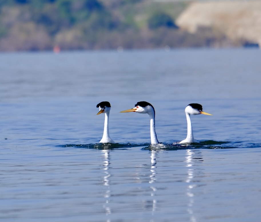 Birds of Puddingstone Lake · BioDiversity4All