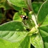 Bengal Beetles icon
