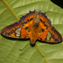 Neotropical butterflies icon