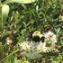 Pollinators of the Snake River Valley (Bitner Vineyards) icon