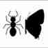 Ant-Butterfly Interactions - Borboletas formigueiras icon