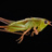 Atlas of North American Calling Insects (Pilot) icon