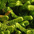 Bryophytes of the Southern Appalachians icon