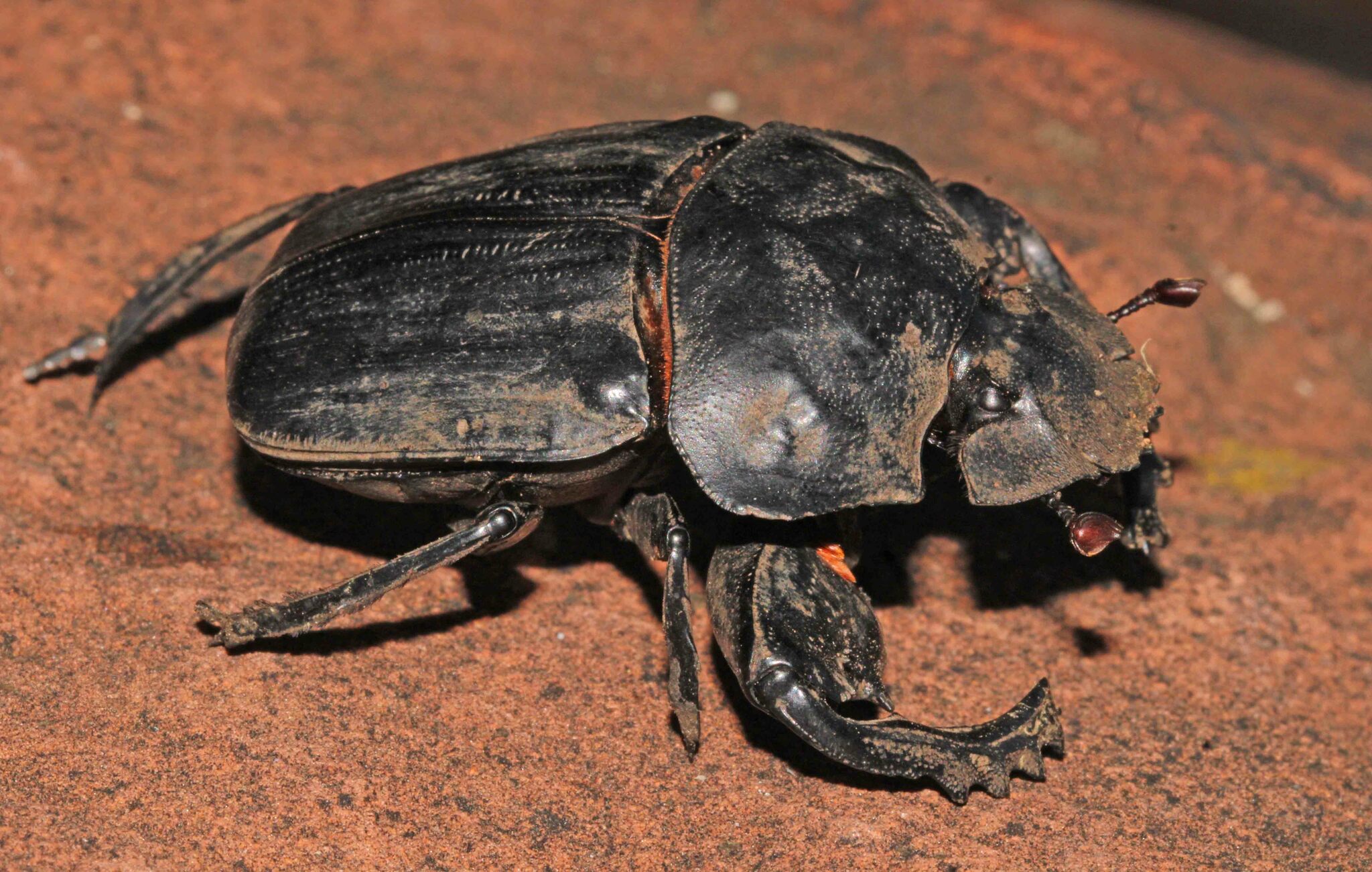 Dung beetles of Namibia · iNaturalist Mexico