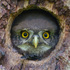 Príroda Slovenska - Nature Slovakia icon