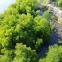 Mangroves of Gita Nada MPA icon