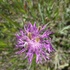 Noxious Weeds of Ouray and San Miguel Counties icon