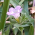Magnoliopsida-Boraginales-(7) , en Monterrey icon