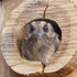 Nest Box South Australia icon