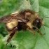 VI Pests Pollinators and Beneficials icon
