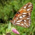 2021 Fall Coastal Georgia Butterfly Count icon