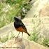 Birds of Tehran Province icon