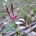 Western Australian Native Orchids icon