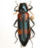 Coleoptera of Nueces County icon