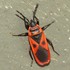 Pterygota-Hemiptera[½💸]-(7) , Tijuana icon