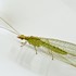 Pterygota-Neuroptera[🧠💸]-(13) , Tijuana icon