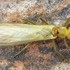 Pterygota-Plecoptera[🪰🪨]-(18) , Tijuana icon