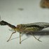 Pterygota-Raphidioptera[🪰🐍]-(20) , Tijuana icon