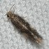 Pterygota-Trichoptera[🦱💸]📐-(24) , Tijuana icon