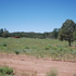 Vegetation survey on prairie dog colony in Santa Fe National Forest, NM icon