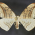 Pacific Northwest Non-Geometridae Moths icon