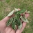 Sideroxylon lanuginosum (Gum bumelia) Galls icon