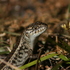 Reptiles of the southwest (Australia) icon