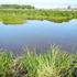 Astoria Airport Mitigation Bank Wetland icon