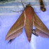Lepidoptera_Schmetterlingswiese (Demmerkogel)_2021 icon