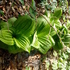 Monitoring of the false hellebores (Veratrum sp.) in Čergov mountains icon