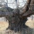 Старовозрастные деревья камчатки  Old-growth trees of Kamchatka icon
