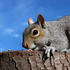 Gray Squirrels of the Great Plains icon