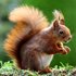 Fox Squirrels of the Great Plains icon