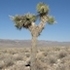 California&#39;s northernmost Joshua trees icon