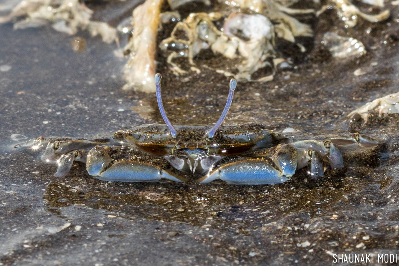 Indian Crab in a Small Pond Stock Photo - Image of indian, water: 152527116