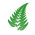 Ferns and Lycophytes of Bhutan icon