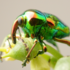 Entomología General 2021-1 (UDEC) icon