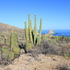 Flora de Baja California Sur icon