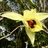 Orchidées sauvages de Mayotte icon