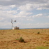 Vegetation survey on prairie dog colony near Hovenweep National Monument, UT icon